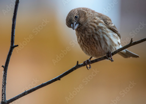 Purple finch Perched