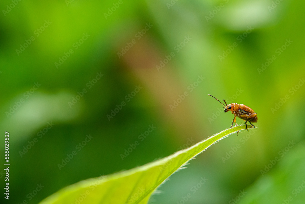 Orange cucurbit leaf beetle, Pumpkin beentle on green leaf Orange cucurbit leaf beetle, Pumpkin beentle on green leaf