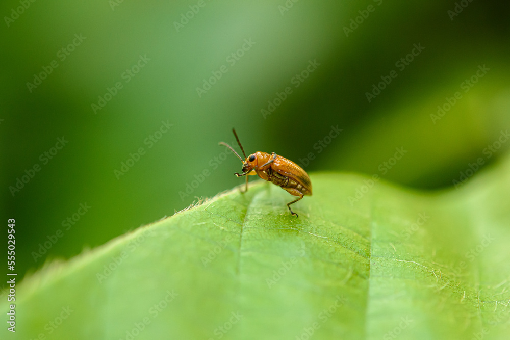 Orange cucurbit leaf beetle, Pumpkin beentle on green leaf Orange cucurbit leaf beetle, Pumpkin beentle on green leaf