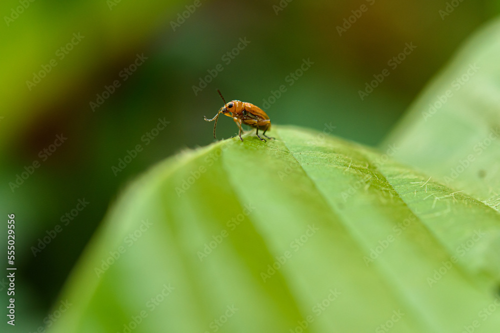 Orange cucurbit leaf beetle, Pumpkin beentle on green leaf Orange cucurbit leaf beetle, Pumpkin beentle on green leaf