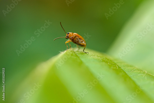Orange cucurbit leaf beetle, Pumpkin beentle on green leaf