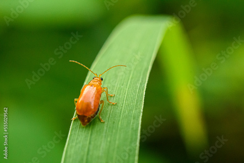 Orange cucurbit leaf beetle, Pumpkin beentle on green leaf
