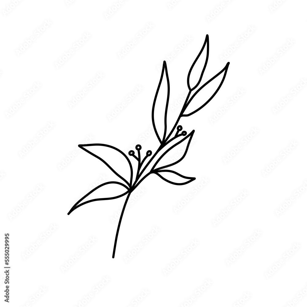 Fototapeta premium branch with leaves foliage berry line art illustration I