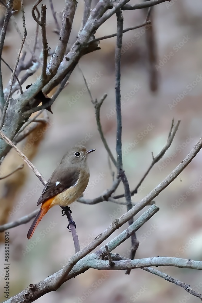 Daurian Redstart female standing on a branch. Daurian Redstart female standing on a branch.