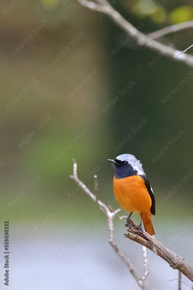 Male Daurian Redstart standing on a branch. Male Daurian Redstart standing on a branch.