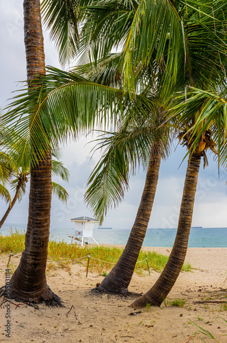 Palm Trees and Life Guard Tower  Fort Lauderdale Beach  Florida  USA