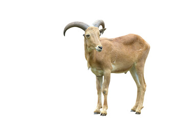 Barbary sheep isolated on transparent background.