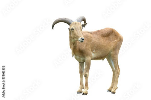 Fototapeta Naklejka Na Ścianę i Meble -  Barbary sheep isolated on transparent background.