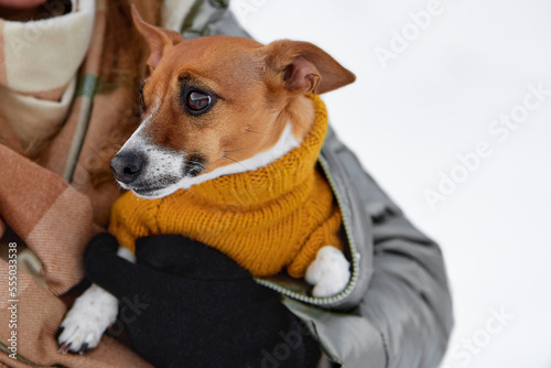Jack Russell Terrier warming himself in the arms of his master. The dog is wearing a yellow vest. It's cold and frosty outside.