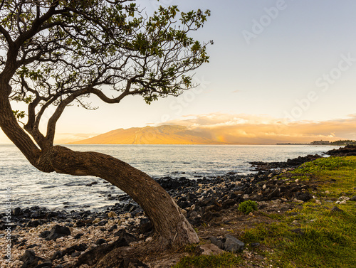 Kiawi Tree on Wailea Beach With The Mountains of North Maui, Maui, Hawaii, USA
