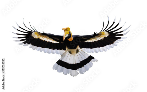 Great hornbill flying isolated on transparent background.