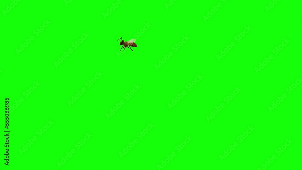 A bee flying on green screen