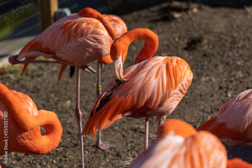 flamingo in the zoo © Ryan