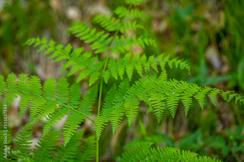Dryopteris filix-mas flower growing in forest Dryopteris filix-mas flower growing in forest