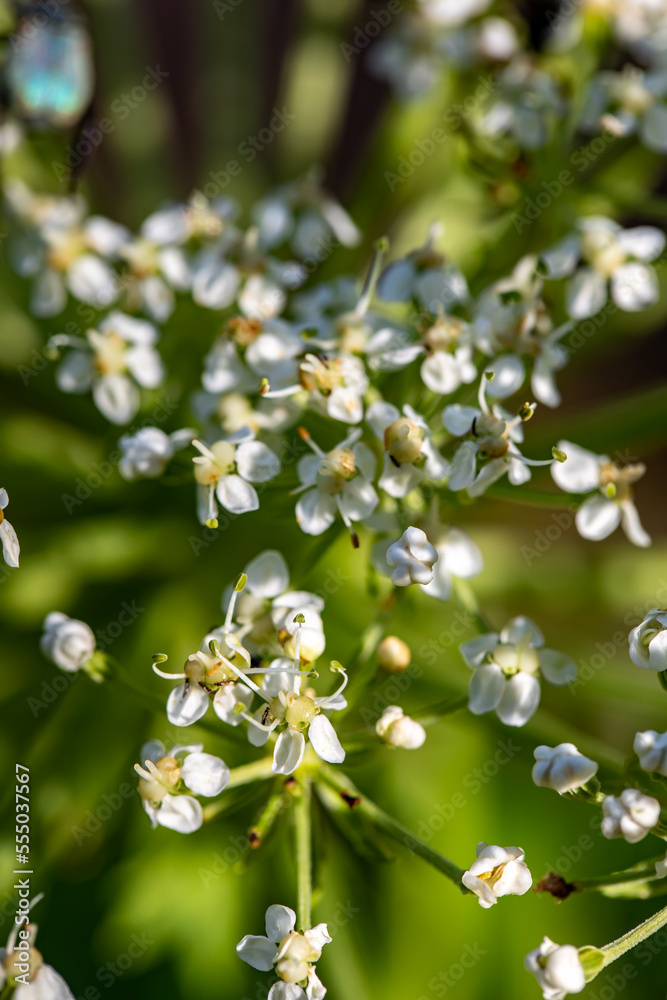 Pleurospermum austriacum flower growing in mountains Pleurospermum austriacum flower growing in mountains