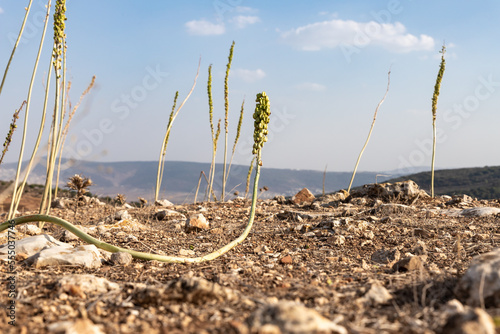 Rare  plants grow on top of the hill in Tel Yodfat National park, in northern Israel photo