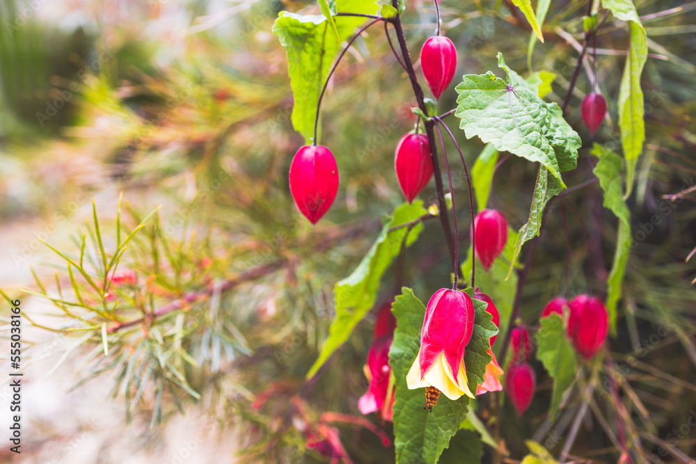 Abutilon megaponticum also called Chinese lantern or flowering maple plant with red flower buds outdoor in sunny backyard