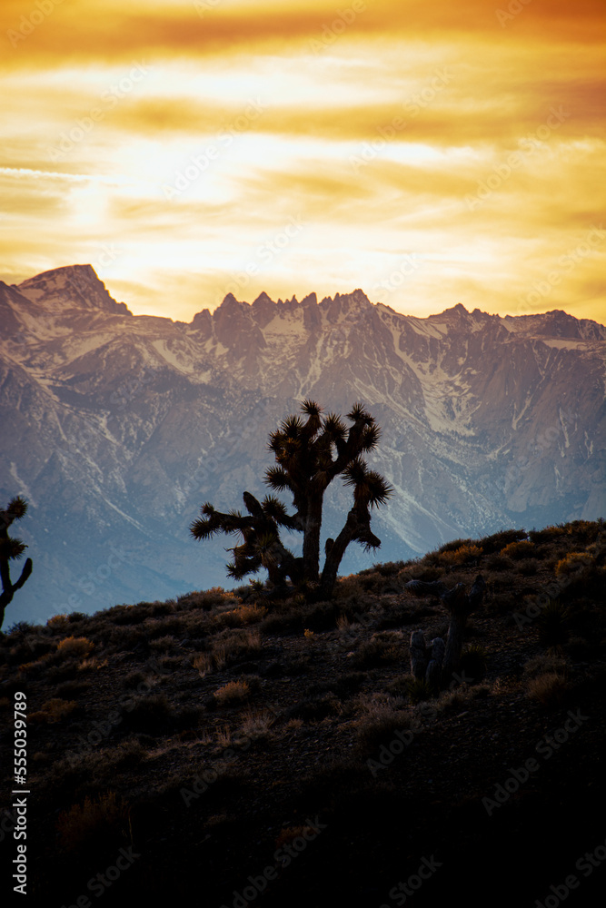 Fototapeta premium Joshua trees with mountain landscape during sunset