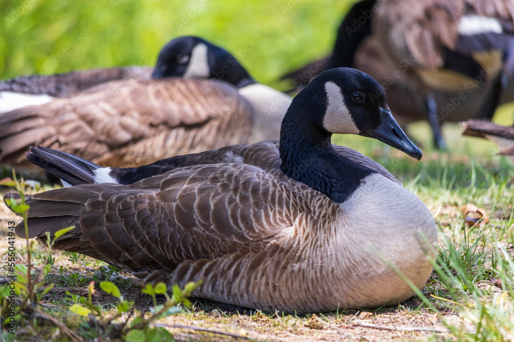 country goose on the grass country goose on the grass