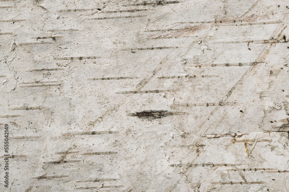 Birch bark is a woody layer. Light background - abstract pattern of black and white stripes