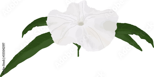 white and waxy flowers so called Tabernaemontana corymbosa photo