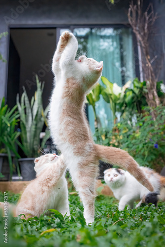 Three kittens are playing in the front yard. Cute cat on geen grass in the garden. Funnuy kitten moment.