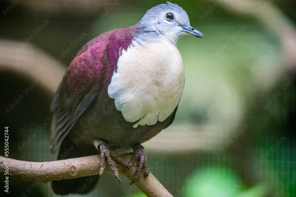 The Santa Cruz ground dove (Pampusana sanctaecrucis) is a species of bird in the family Columbidae. It is found in the southern Solomon Islands and Vanuatu. It is threatened by habitat loss. The Santa Cruz ground dove (Pampusana sanctaecrucis) is a species of bird in the family Columbidae. It is found in the southern Solomon Islands and Vanuatu. It is threatened by habitat loss.