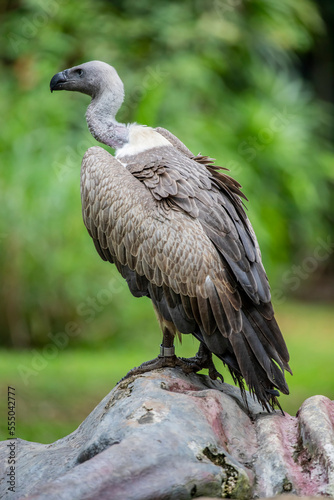White-backed vulture is a typical vulture  with only down feathers on the head and neck  very broad wings and short tail feathers. It has a white neck ruff. it is Critically Endangered
