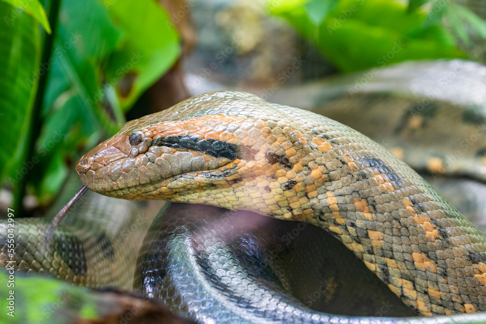 The closeup image of green anaconda (Eunectes murinus) . It is a boa  species found in South America. It is the heaviest and one of the longest  known extant snake species. фотография