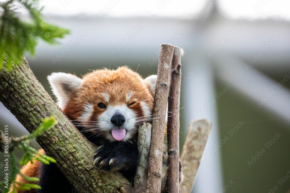 A Red Panda Has Tongue Out With Funny Face It Is A Mammal Native To A Red Panda Has Tongue Out With Funny Face It Is A Mammal Native To