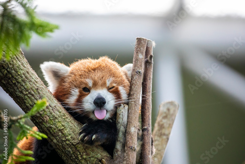 a red panda has tongue out with funny face. It is a mammal native to the eastern Himalayas and southwestern China The red panda has reddish-brown fur, a long, shaggy tail, and a waddling gait 