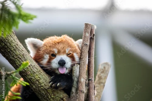 Fototapeta samoprzylepna a red panda has tongue out with funny face. 
It is a mammal native to the eastern Himalayas and southwestern China
The red panda has reddish-brown fur, a long, shaggy tail, and a waddling gait 