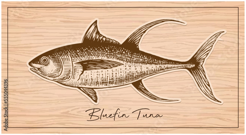 Bluefin Tuna. Hand drawn vector illustration of bluefin tuna on wood background. Vector engraving illustration of highly detailed hand drawn tuna.