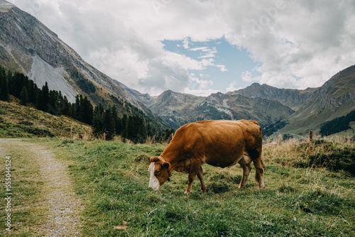 Kühe grasen auf Bergwiese