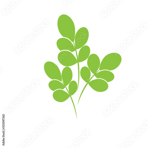 Moringa Leaf Logo Template Vector Symbol Nature