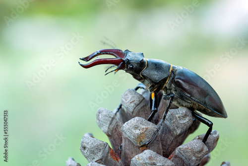 Lucanus cervus, the European stag beetle, is one of the best-known species of stag beetle   is listed as Near Threatened by the IUCN Red List © Andrey
