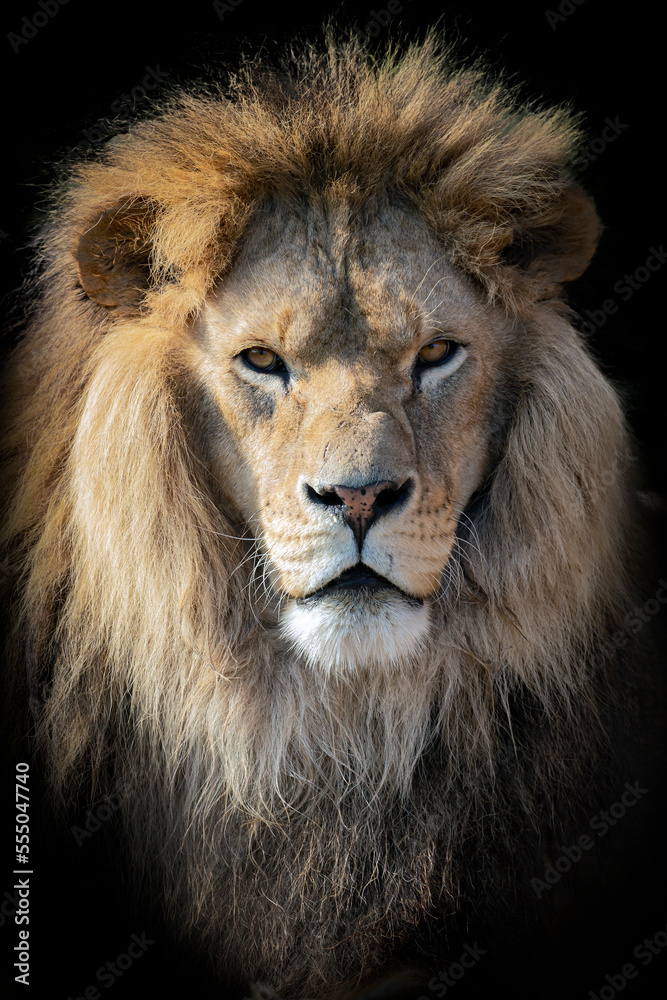 Lion portrait with mane closeup. The lion (Panthera leo) is a large cat of the genus Panthera native to Africa and India