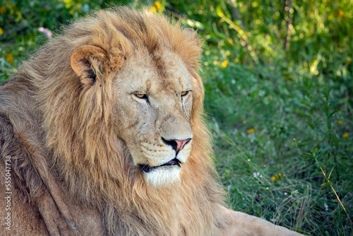 Lion portrait with mane closeup. The lion  Panthera leo  is a large cat of the genus Panthera native to Africa and India