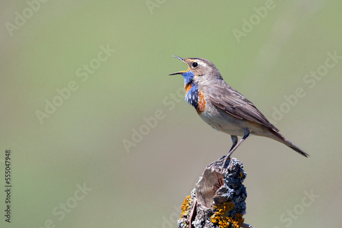 Cute bird, bluethroat male sitting on branch with blurred background, Luscinia svecica