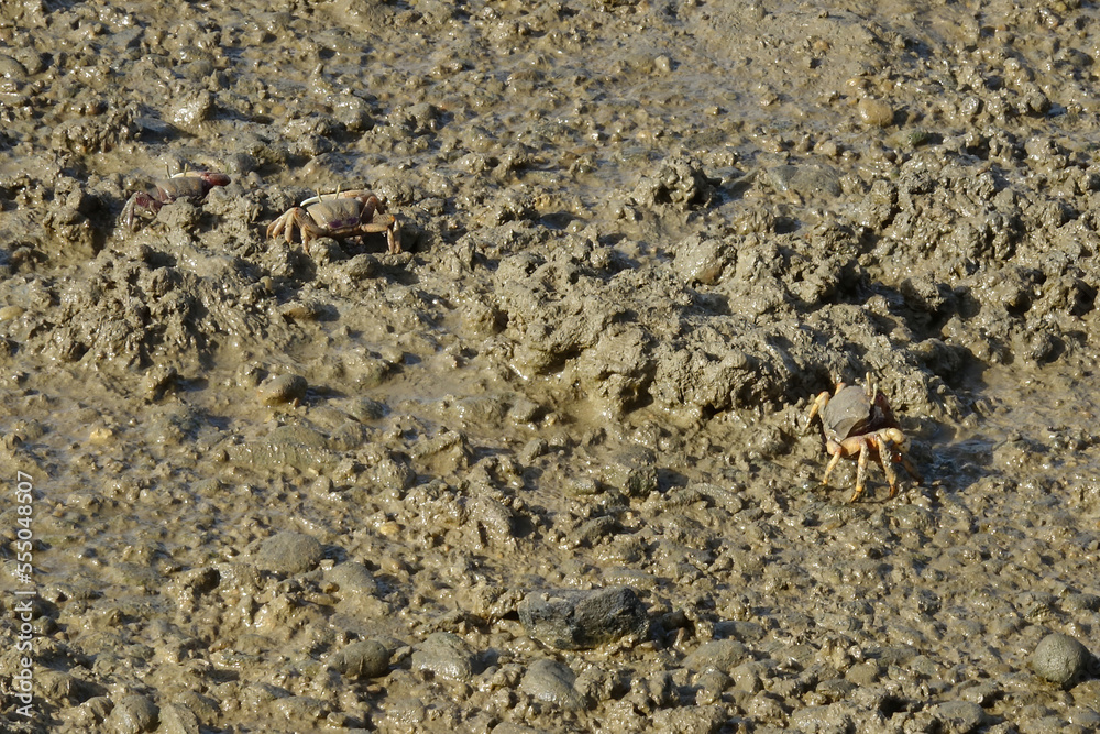 Sea crabs in a marsh walking about in the mud