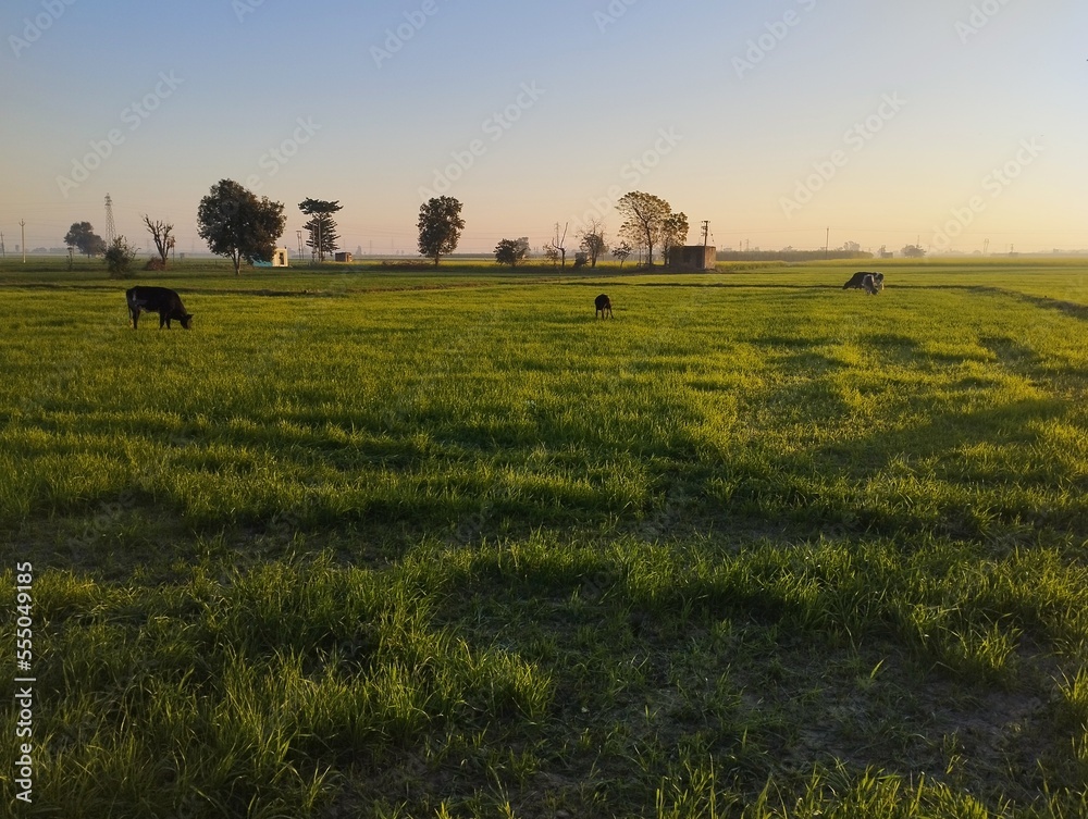 Fototapeta premium sunset over the field