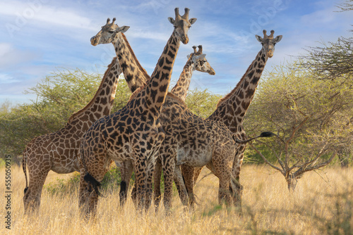 Giraffes (Giraffa camelopardalis peralta) -Kenya  © Grantat