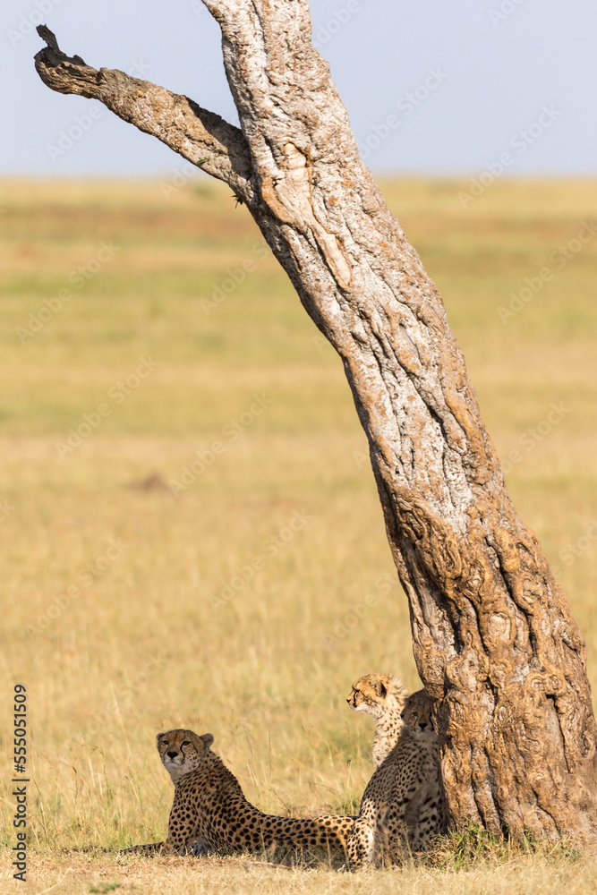 Fototapeta premium Cheetah with cubs under a tree on the savannah
