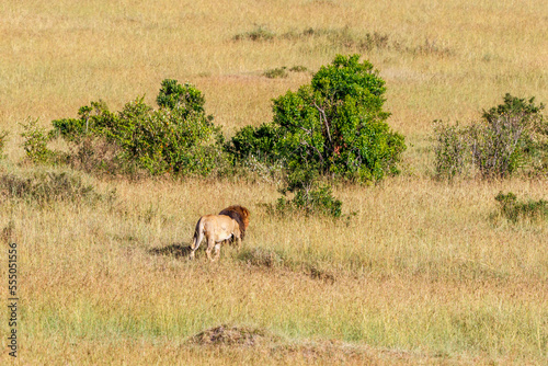 Beautiful savanna landscape with a walking male lion