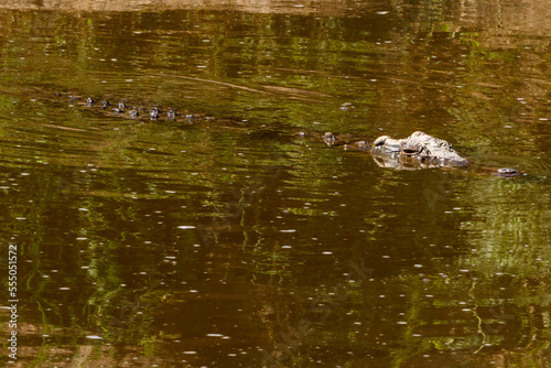 Crocodile Swimming in the river