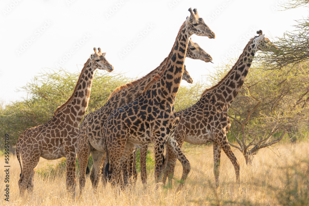 Obraz premium Giraffes (Giraffa camelopardalis peralta) - Kenya