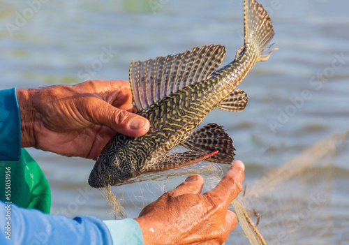 Suckermouth catfish , an alien species is a problem for freshwater fishermen in Thailand. photo