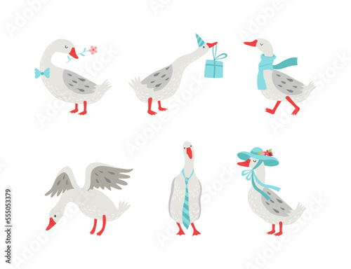 Cute goose character with flower, gift box, scarf and hat set. Domestic fowl in various poses cartoon vector illustration