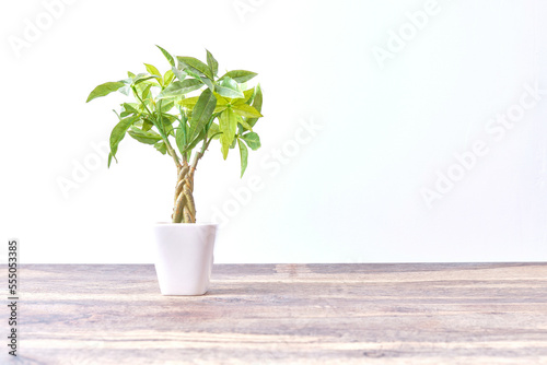 床の上の緑の植物（パキラ）