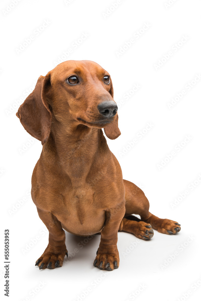 cute Dachshund Dog isolated over white background.